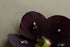 files/2_5fb2e376-9ba1-490b-a15a-44366f6c8360.jpg